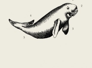 anna-grafisk-form_dugong